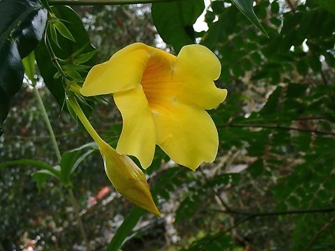 Golden Trumpet - Allamanda cathartica  Allamanda cathartica,Flowers,Golden Trumpet,Malaysia,Penang