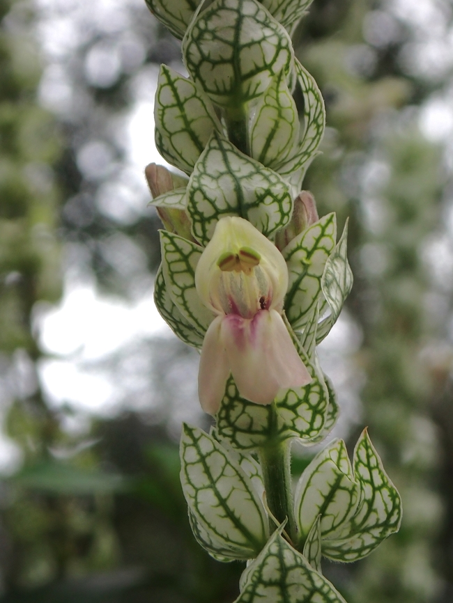 Squirrel's Tail - Justicia betonica  Flowers,Justicia betonica,Malaysia,Penang,Squirrel's Tail