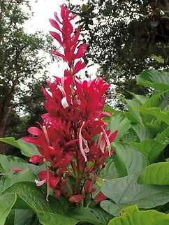 Brazilian Red-Cloak  Brazilian Red-Cloak,Flowers,Malaysia,Megaskepasma erythrochlamys,Penang