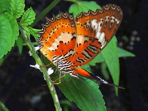 Leopard Lacewing Butterfly - Cethosia cyane  Butterfly,Cethosia cyane,Leopard Lacewing,Leopard Lacewing Butterfly,Malaysia,Penang