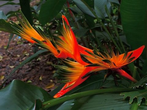 Parrot's Beak - Heliconia psittacorum  Flowers,Heliconia psittacorum,Malaysia,Parrot's Beak,Penang