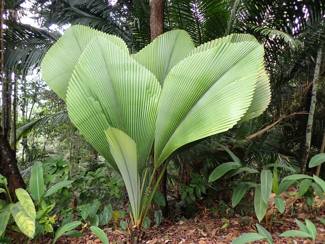 Giant Leaves! Leaves of this Palm - Johannesteijsmannia altifrons are huge, in the picture, they are around 2.5 - 3 meters height. Johannesteijsmannia altifrons,Malaysia,Palm,Penang