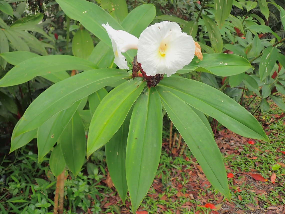 Crêpe Ginger - Hellenia speciosa  Crêpe Ginger,Ginger,Hellenia speciosa,Malaysia,Penang