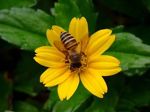 Trailing Daisy - Sphagneticola trilobata  Daisy,Flowers,Malaysia,Penang,Sphagneticola trilobata,Trailing Daisy