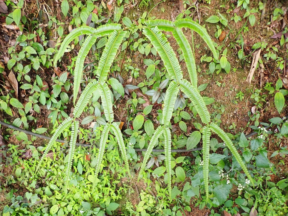 Forked Ferns - Sticherus truncatus  Ferns,Forked Ferns,Malaysia,Penang,Sticherus truncatus