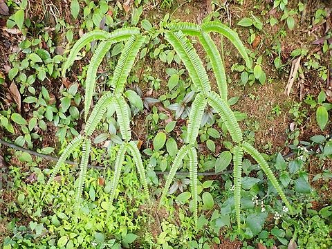 Forked Ferns - Sticherus truncatus  Ferns,Forked Ferns,Malaysia,Penang,Sticherus truncatus