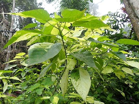 Copperleaf - Acalypha wilkesiana  Acalypha wilkesiana,Copperleaf,Malaysia,Penang,Plant