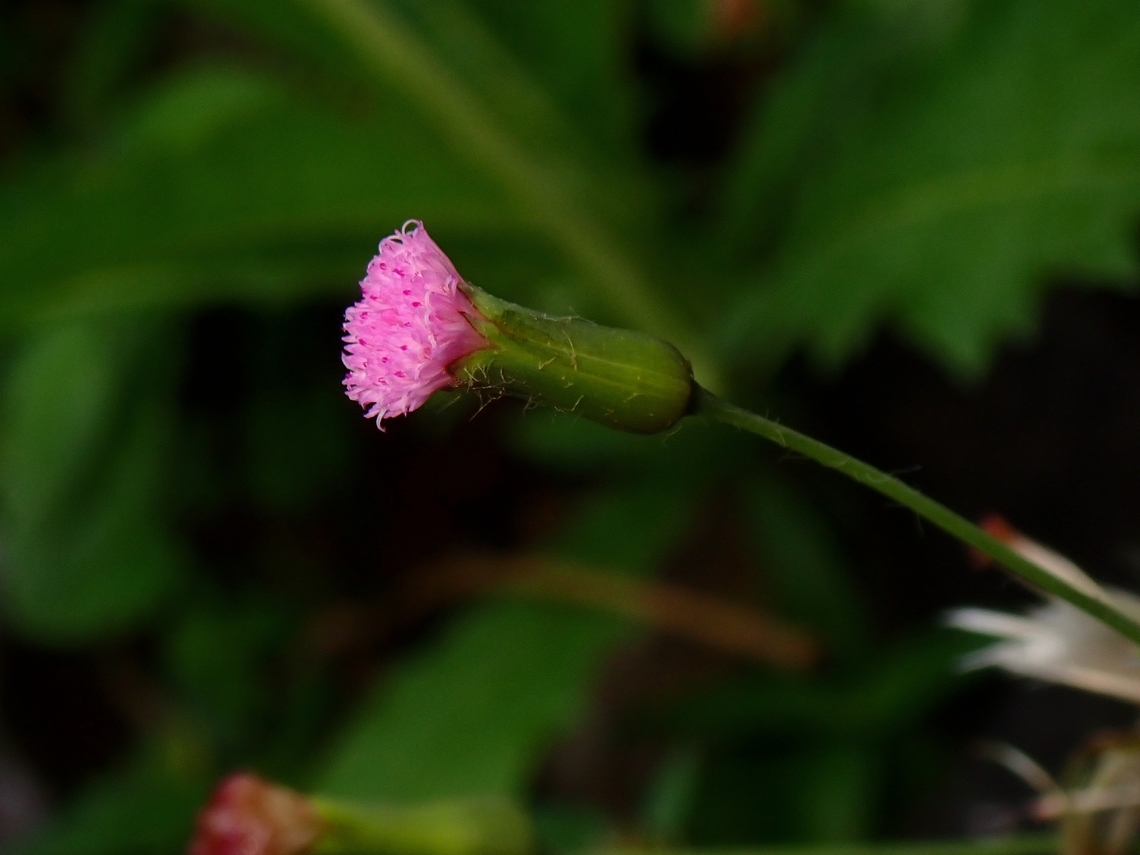 Lilac Tasselflower - Emilia sonchifolia  Emilia sonchifolia,Flowers,Lilac Tasselflower,Malaysia,Penang