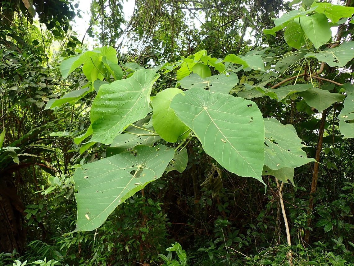 Elephant's Ears - Macaranga tanarius  Elephant's Ears,Macaranga tanarius,Malaysia,Penang,Plant