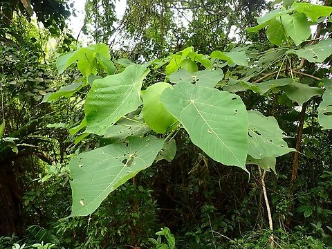 Elephant's Ears - Macaranga tanarius  Elephant's Ears,Macaranga tanarius,Malaysia,Penang,Plant