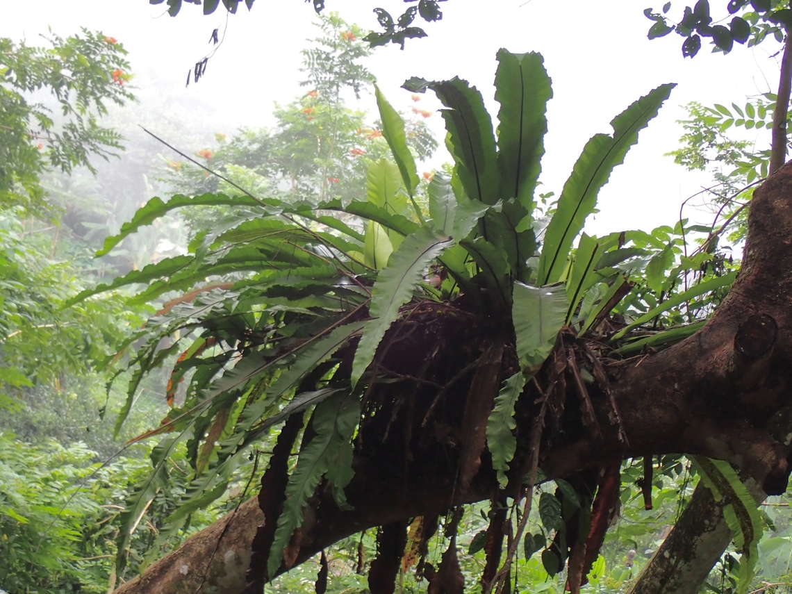 Bird's Nest Fern - Asplenium nidus  Asplenium nidus,Bird's Nest Fern,Fern,Malaysia,Penang