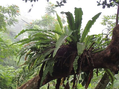 Bird's Nest Fern - Asplenium nidus  Asplenium nidus,Bird's Nest Fern,Fern,Malaysia,Penang