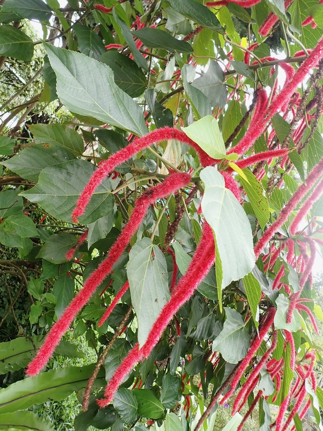 Chenille Plant - Acalypha hispida  Acalypha hispida,Chenille Plant,Flowers,Malaysia,Penang