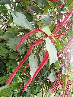 Chenille Plant - Acalypha hispida  Acalypha hispida,Chenille Plant,Flowers,Malaysia,Penang