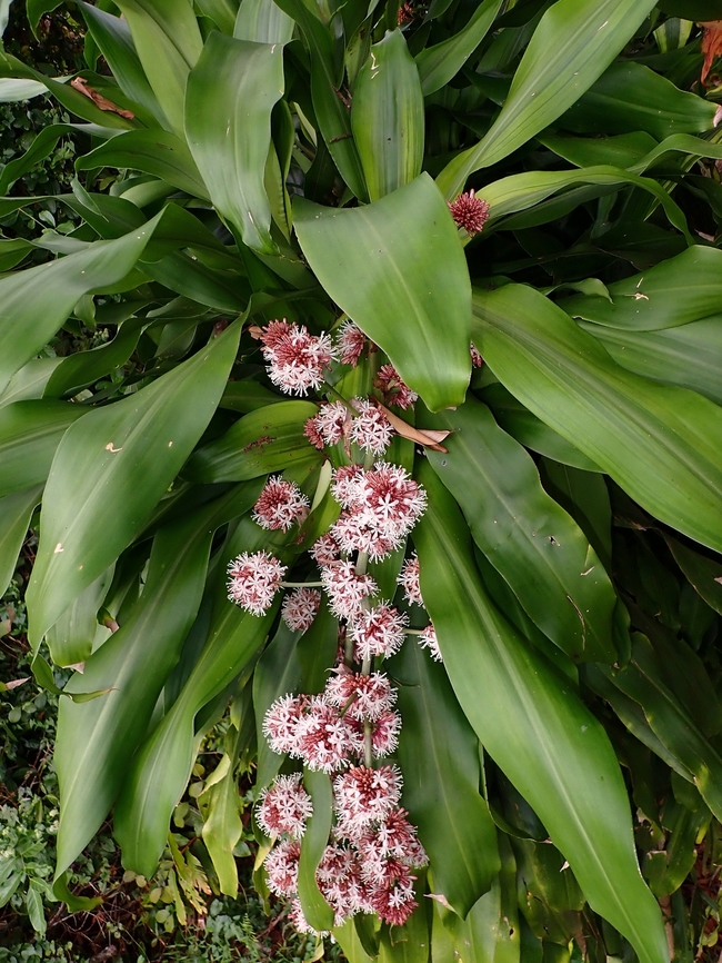 Cornstalk Dracaena - Dracaena fragrans Surprisingly, the flowers of this plant is highly fragranted, possibly the reason for it&#039;s name. Cornstalk Dracaena,Dracaena fragrans,Flowers,Malaysia,Penang