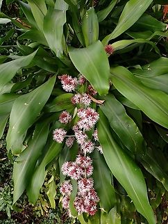 Cornstalk Dracaena - Dracaena fragrans Surprisingly, the flowers of this plant is highly fragranted, possibly the reason for it's name. Cornstalk Dracaena,Dracaena fragrans,Flowers,Malaysia,Penang