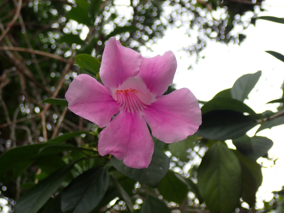 Pink Trumpet Vine - Podranea ricasoliana  Flowers,Malaysia,Penang,Pink Trumpet Vine,Podranea ricasoliana,Trumpet Vine
