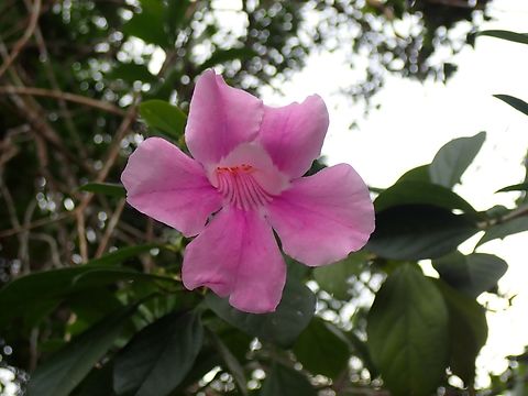 Pink Trumpet Vine - Podranea ricasoliana  Flowers,Malaysia,Penang,Pink Trumpet Vine,Podranea ricasoliana,Trumpet Vine