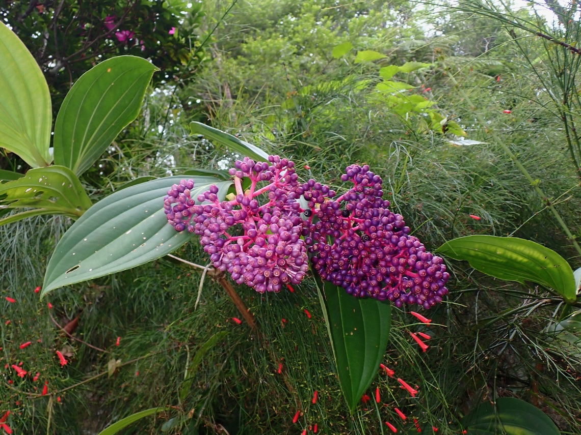 Rose Grape - Medinilla magnifica  Malaysia,Medinilla magnifica,Penang,Philippine Orchid,Rose Grape