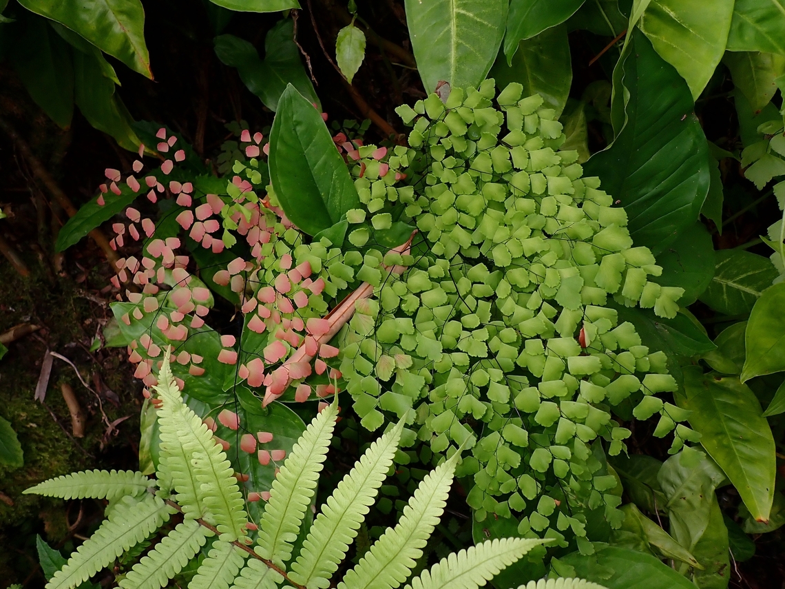 Fan Maidenhair Fern - Adiantum tenerum  Adiantum tenerum,Fan Maidenhair Fern,Fern,Malaysia,Penang