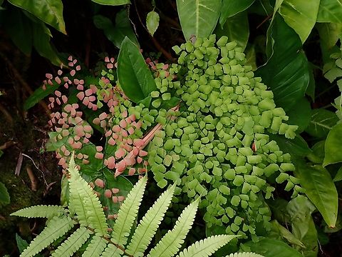 Fan Maidenhair Fern - Adiantum tenerum  Adiantum tenerum,Fan Maidenhair Fern,Fern,Malaysia,Penang