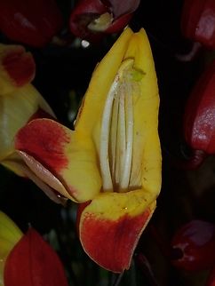 Mysore Trumpetvine - Thunbergia mysorensis  Malaysia,Mysore Trumpetvine,Penang,Thunbergia mysorensis,Trumpetvine