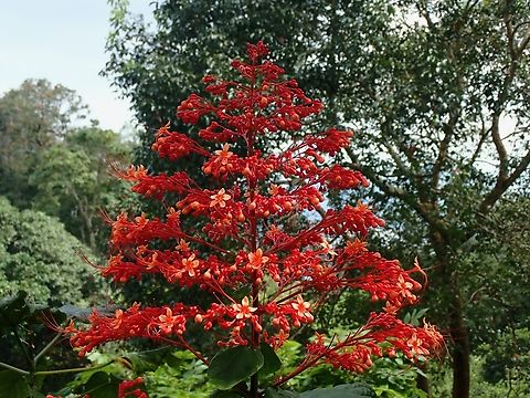 Pagoda Flower - Clerodendrum paniculatum  Clerodendrum paniculatum,Flowers,Malaysia,Pagoda Flower,Penang
