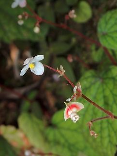 Flowers - Begonia sinuata  Begonia sinuata,Flowers,Malaysia,Penang