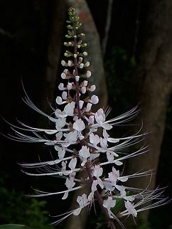 Cat's Whiskers - Orthosiphon aristatus  Cat's Whiskers,Flowers,Malaysia,Orthosiphon aristatus,Penang