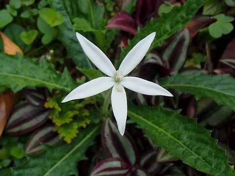 Star of Bethlehem - Hippobroma longiflora  Flowers,Hippobroma longiflora,Malaysia,Penang,Star of Bethlehem
