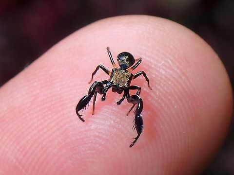 Popeye the Pumping Spider Small sized Jumping Spider with long and enlarged front pair of legs. Harmochirus brachiatus,Jumping Spider,Malaysia,Penang,Spider