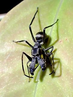 Ant-Mimicking Jumping Spider - Toxeus maxillosus  Ant-Mimicking Jumping Spider,Jumping Spider,Malaysia,Penang,Spider,Toxeus maxillosus