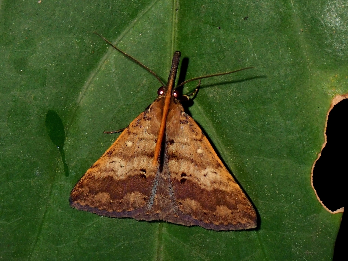 Litter Moth - Oxaenanus brontesalis  Litter Moth,Malaysia,Moth,Oxaenanus brontesalis,Penang
