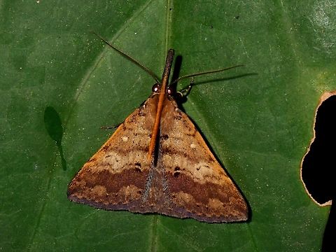 Litter Moth - Oxaenanus brontesalis  Litter Moth,Malaysia,Moth,Oxaenanus brontesalis,Penang