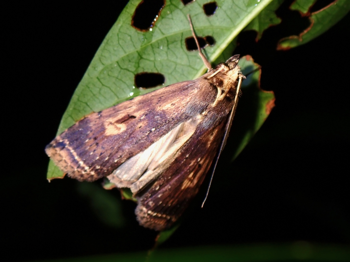 Prominent Moth - Stictogargetta lithosidia  Malaysia,Moth,Penang,Prominent Moth,Stictogargetta lithosidia