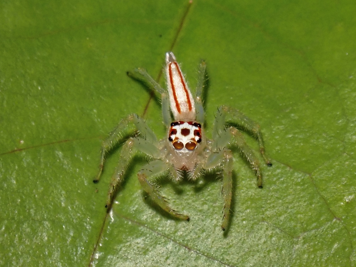 Two-Striped Telamnonia - Telamonia dimidiata  Jumping Spider,Malaysia,Penang,Spider,Telamonia dimidiata,Two-Striped Telamonia