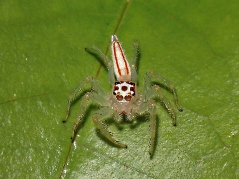 Two-Striped Telamnonia - Telamonia dimidiata  Jumping Spider,Malaysia,Penang,Spider,Telamonia dimidiata,Two-Striped Telamonia