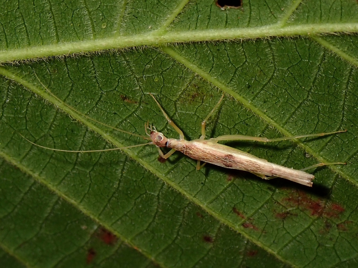 Tree Cricket - Xabea levissima Males of Tree Crickets from the genus is known to make holes in leaves and then flips over their wings 180- degrees over the hole to amplify the sound/noise he is making to attracts females.<br />
<br />
Check here video of a male from the same Genus making sound as described above :<br />
<br />
<section class="video"><iframe width="448" height="282" src="https://www.youtube-nocookie.com/embed/Wsf1SGjwz60?hd=1&autoplay=0&rel=0" frameborder="0" allowfullscreen></iframe></section> Cricket,Malaysia,Penang,Tree Cricket,Xabea levissima