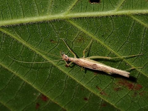 Tree Cricket - Xabea levissima Males of Tree Crickets from the genus is known to make holes in leaves and then flips over their wings 180- degrees over the hole to amplify the sound/noise he is making to attracts females.

Check here video of a male from the same Genus making sound as described above :

https://www.youtube.com/watch?v=Wsf1SGjwz60 Cricket,Malaysia,Penang,Tree Cricket,Xabea levissima