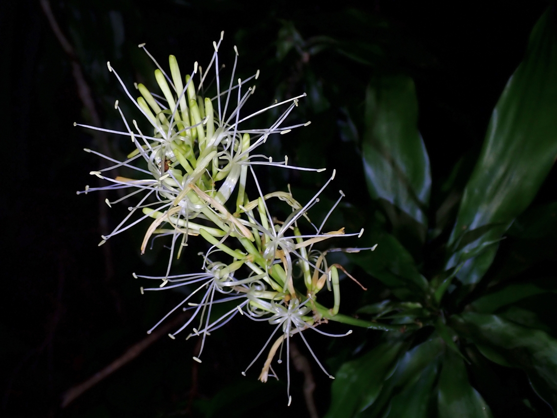 Flowers - Dracaena porteri  Dracaena porteri,Flowers,Malaysia,Penang