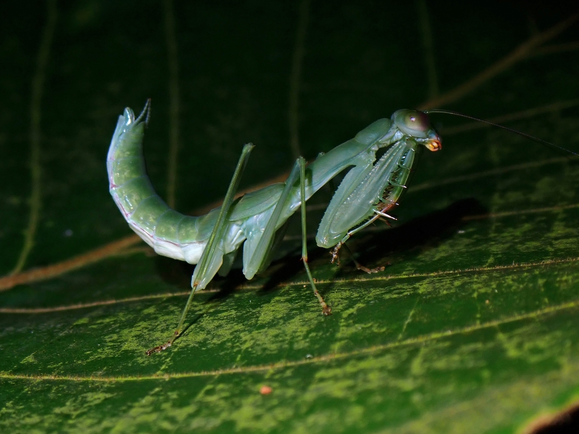 Praying Mantis - Caliris elegans A sub-adult Praying Mantis. Caliris elegans,Malaysia,Mantis,Penang,Praying Mantis