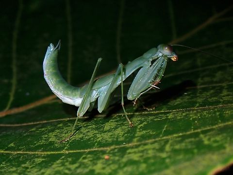 Praying Mantis - Caliris elegans A sub-adult Praying Mantis. Caliris elegans,Malaysia,Mantis,Penang,Praying Mantis
