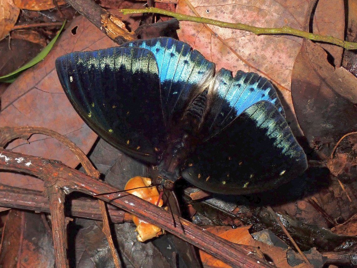 Dark Archduke - Lexias dirtea merguia Subspecies - Lexias dirtea ssp. merguia Archduke,Butterfly,Lexias dirtea,Lexias dirtea merguia,Malaysia,Penang