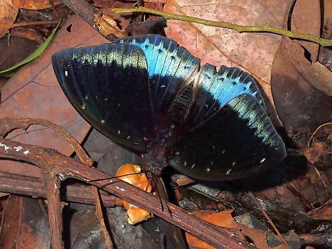 Dark Archduke - Lexias dirtea merguia Subspecies - Lexias dirtea ssp. merguia Archduke,Butterfly,Lexias dirtea,Lexias dirtea merguia,Malaysia,Penang