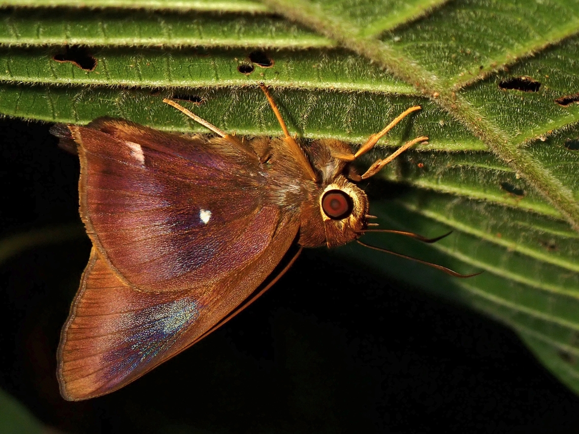 Common Awl - Hasora badra  Butterfly,Common Awl,Hasora badra,Malaysia,Penang