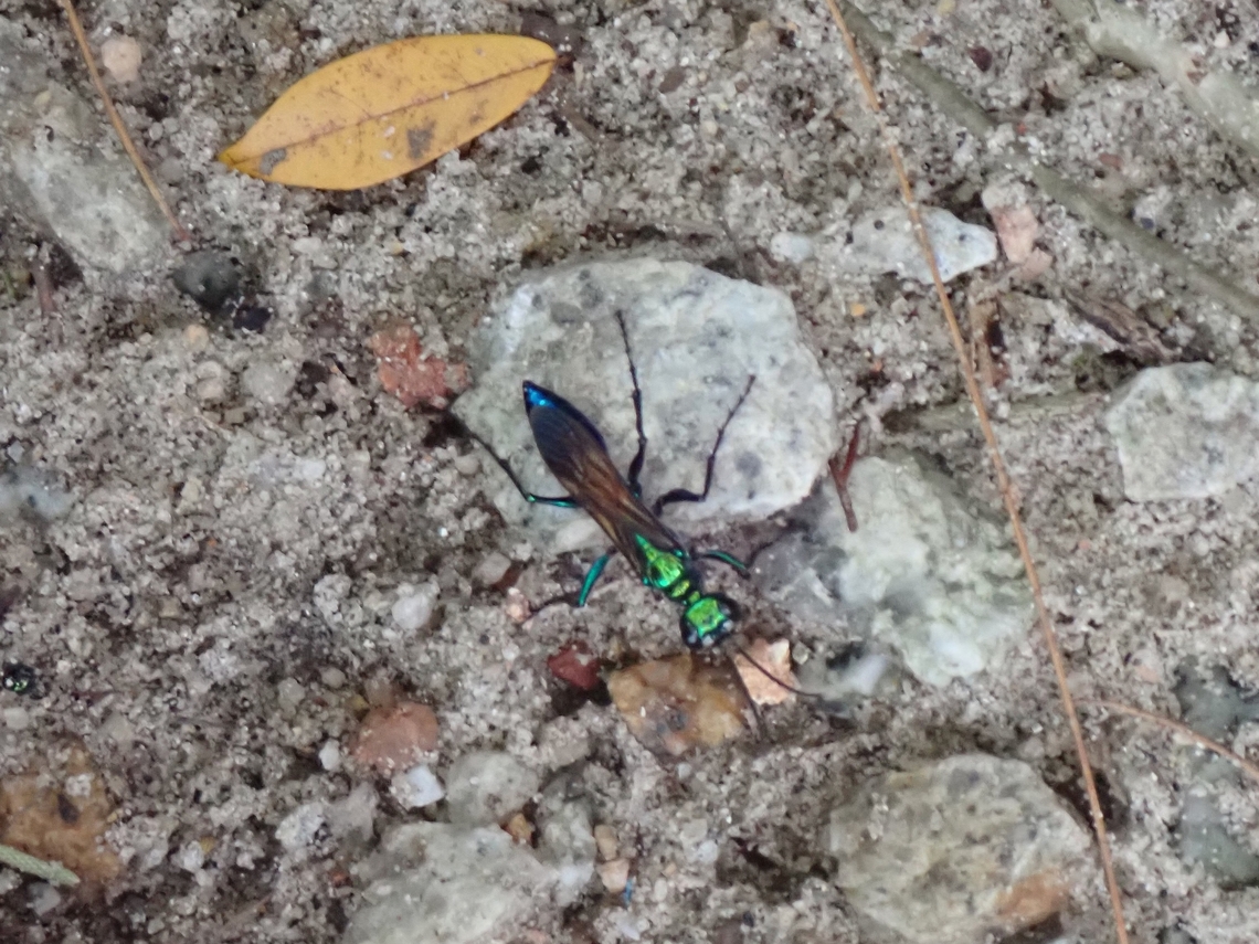 Thread-Waisted Wasp - Chlorion lobatum  Chlorion lobatum,Malaysia,Penang,Thread-Waisted Wasp,Wasp