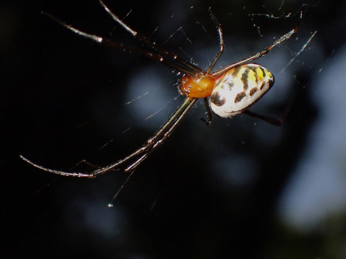 Pear-Shaped Opadometa - Leucauge fastigata Scientific name Opadometa fastigata has been updated to Leucauge fastigata in 2021. Leucauge fastigata,Malaysia,Opadometa fastigata,Pear-Shaped Opadometa,Penang