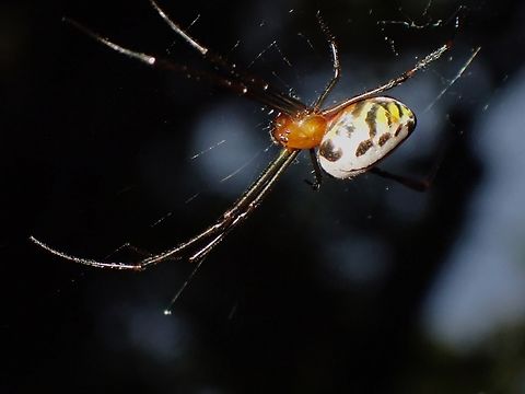 Pear-Shaped Opadometa - Leucauge fastigata Scientific name Opadometa fastigata has been updated to Leucauge fastigata in 2021. Leucauge fastigata,Malaysia,Opadometa fastigata,Pear-Shaped Opadometa,Penang
