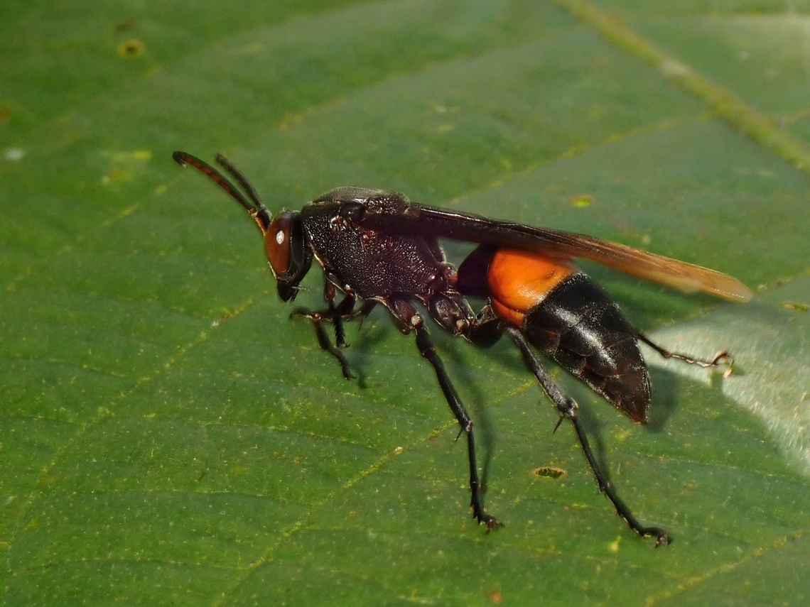 Banded Paper Wasp - Polistes sagittarius  Banded Paper Wasp,Malaysia,Paper Wasp,Penang,Polistes sagittarius,Wasp