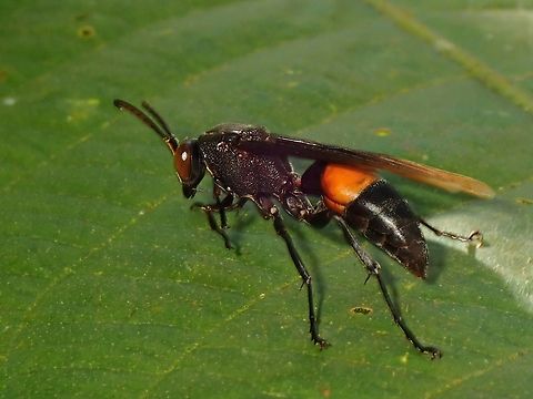 Banded Paper Wasp - Polistes sagittarius  Banded Paper Wasp,Malaysia,Paper Wasp,Penang,Polistes sagittarius,Wasp